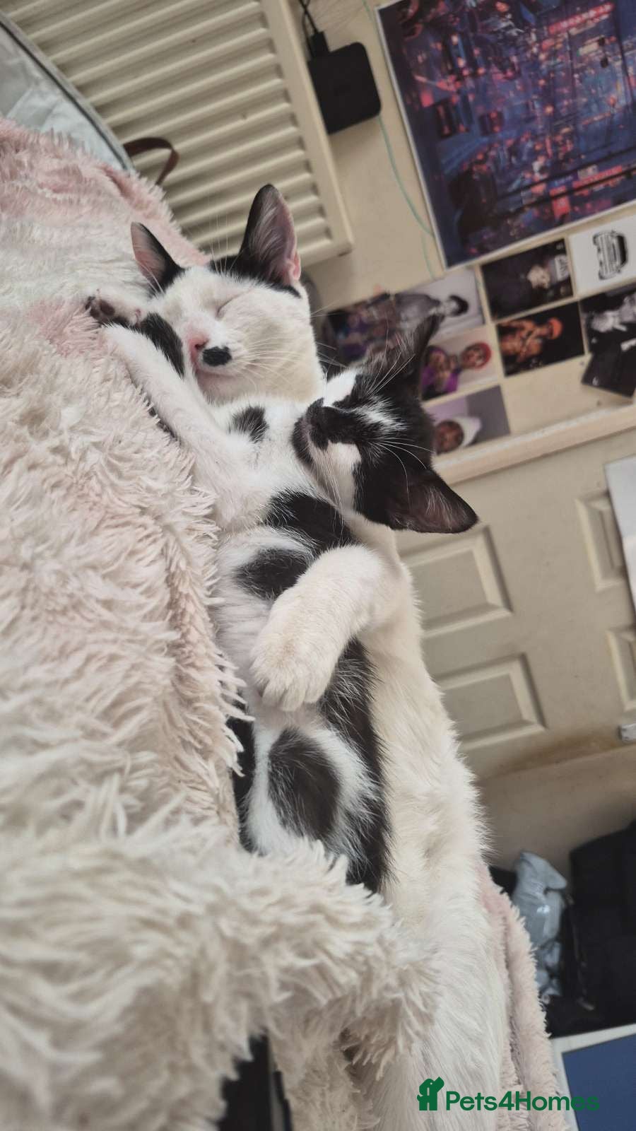 Mixed Breed cats 2 beautiful female kittens for sale.  - Advert 4
