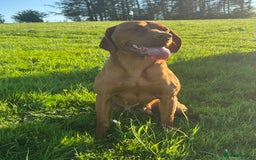 Hungarian Vizsla dogs for sale: Looking at rehoming my Beautiful Gwen - Image 4