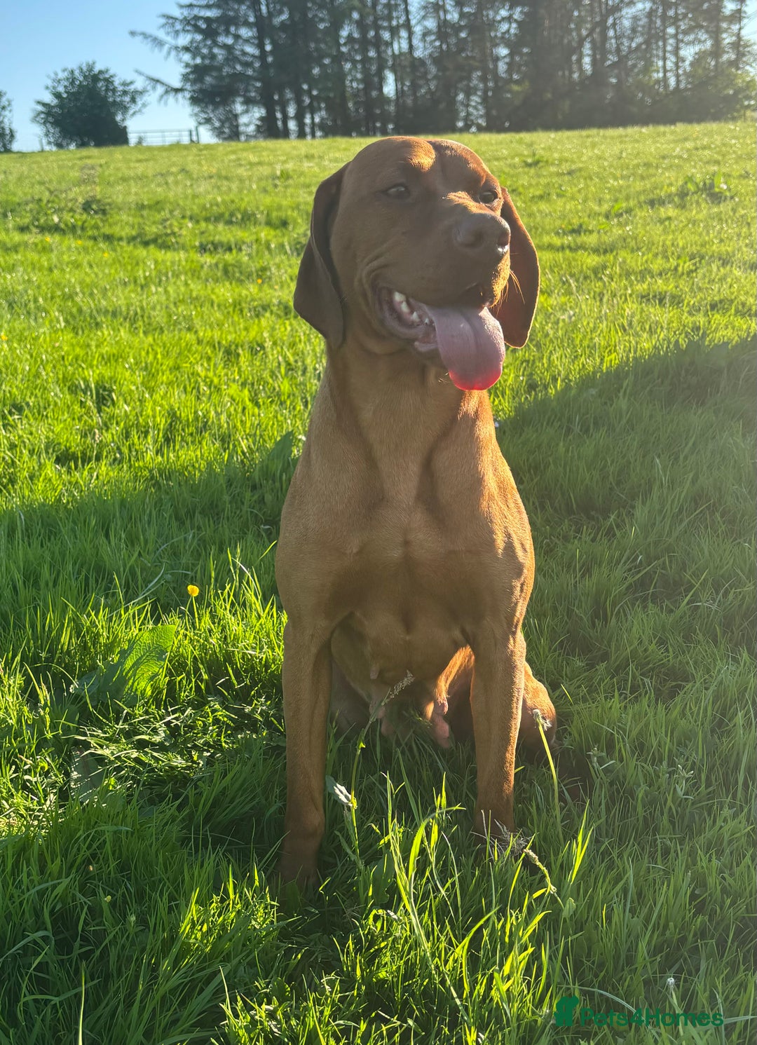 Hungarian Vizsla dogs for sale: Looking at rehoming my Beautiful Gwen - Image 4