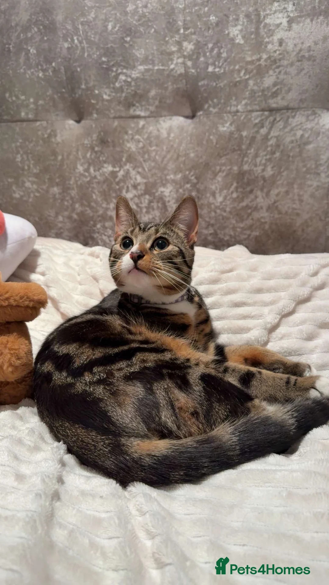 American Shorthair cats for sale: Tabby American Shorthair ten month kitten - Advert 2