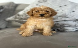 Miniature Poodle dogs for sale: Small size beautiful perfect poodle babys - Image 5