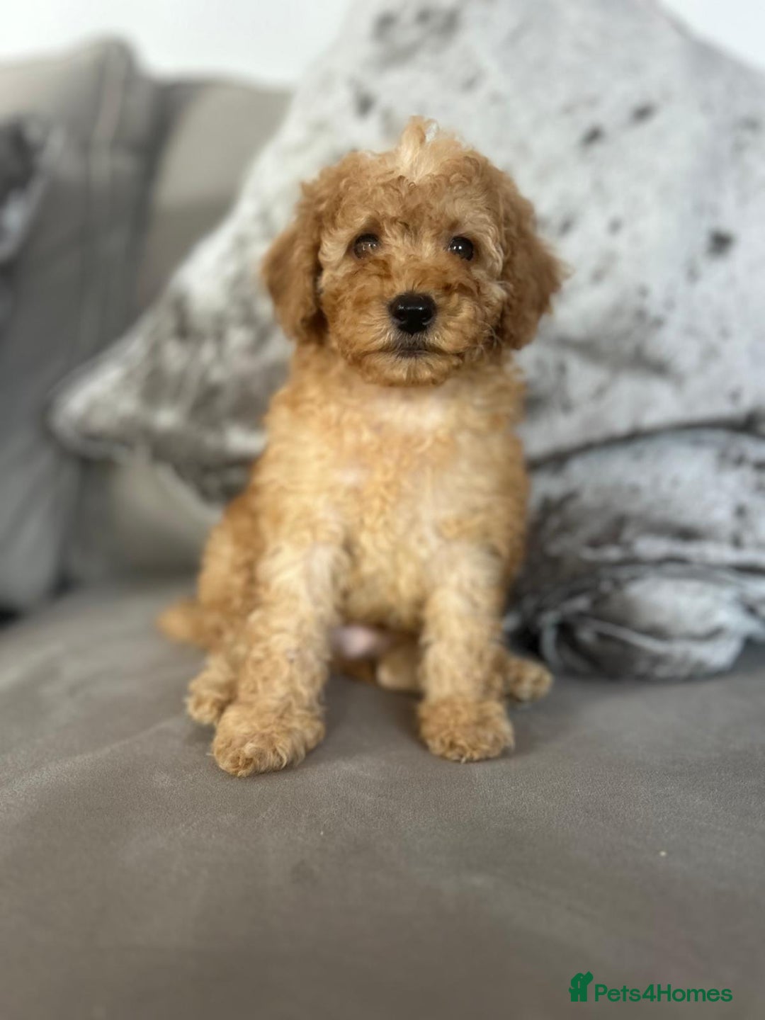 Miniature Poodle dogs for sale: Small size beautiful perfect poodle babys - Image 5