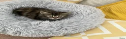 Mixed Breed cats for sale: Fluffy kittens looking for forever home - Advert 11