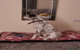 Mixed Breed dogs for sale: Husky/ dalmatian free - Image 9
