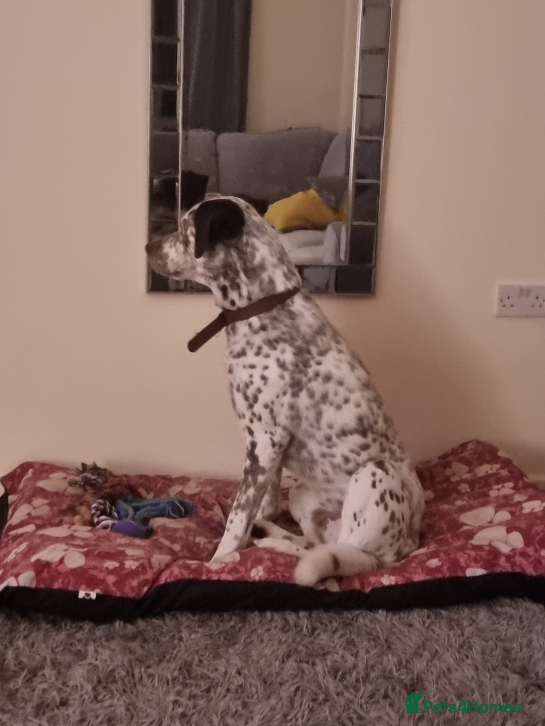 Mixed Breed dogs for sale: Husky/ dalmatian free - Image 9