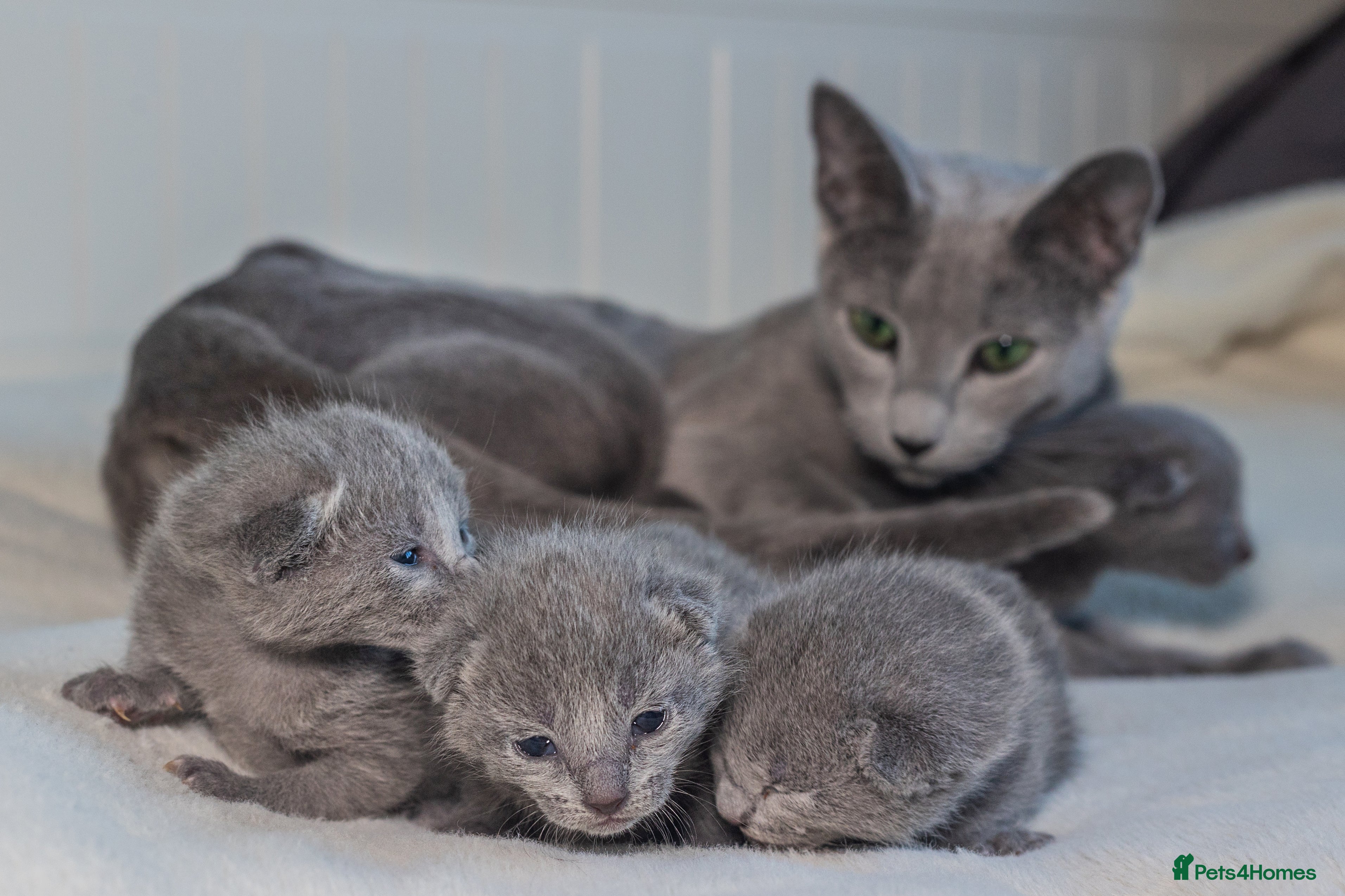 Russian Blue cats ✨ Exceptional TICA  Russian Blue Kittens - Advert 3