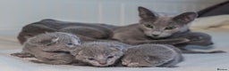 Russian Blue cats for sale: ✨ Exceptional TICA  Russian Blue Kittens Available - Advert 1