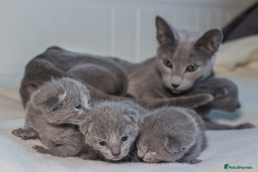 Russian Blue cats for sale: ✨ Exceptional TICA  Russian Blue Kittens Available - Advert 1