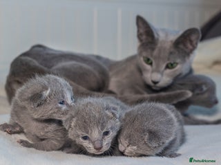 Russian Blue cats TICA Russian Blue Kittens Available - Advert 1