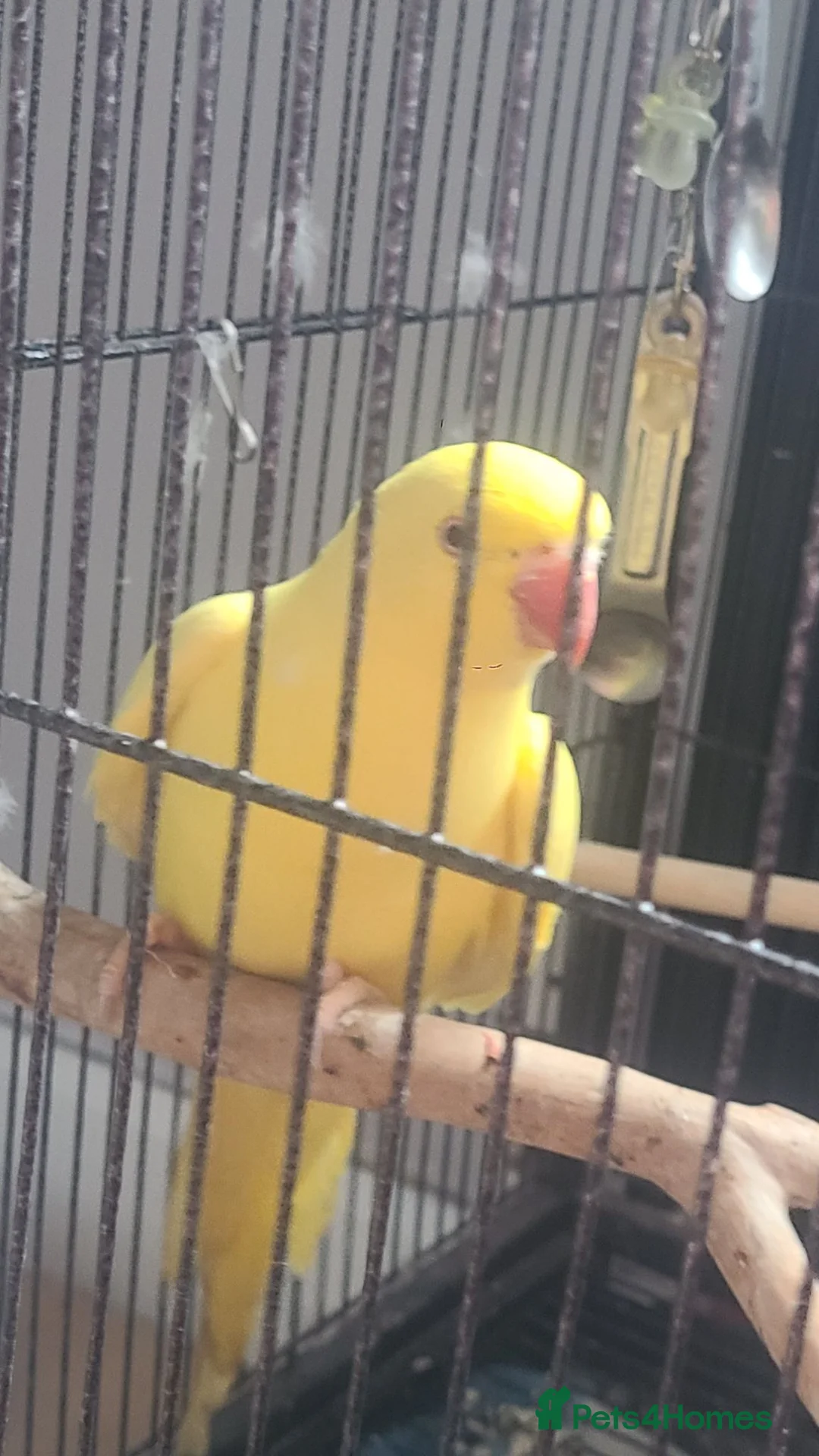 Parakeets birds for sale: Female lunito ring neck  - Advert 3