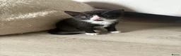 British Shorthair cats for sale: 3 kittens ready for homing  in Wolverhampton - Advert 2