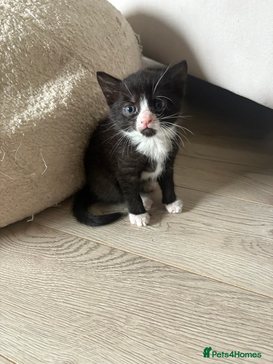 British Shorthair cats for sale: 3 kittens ready for homing  in Wolverhampton - Advert 2