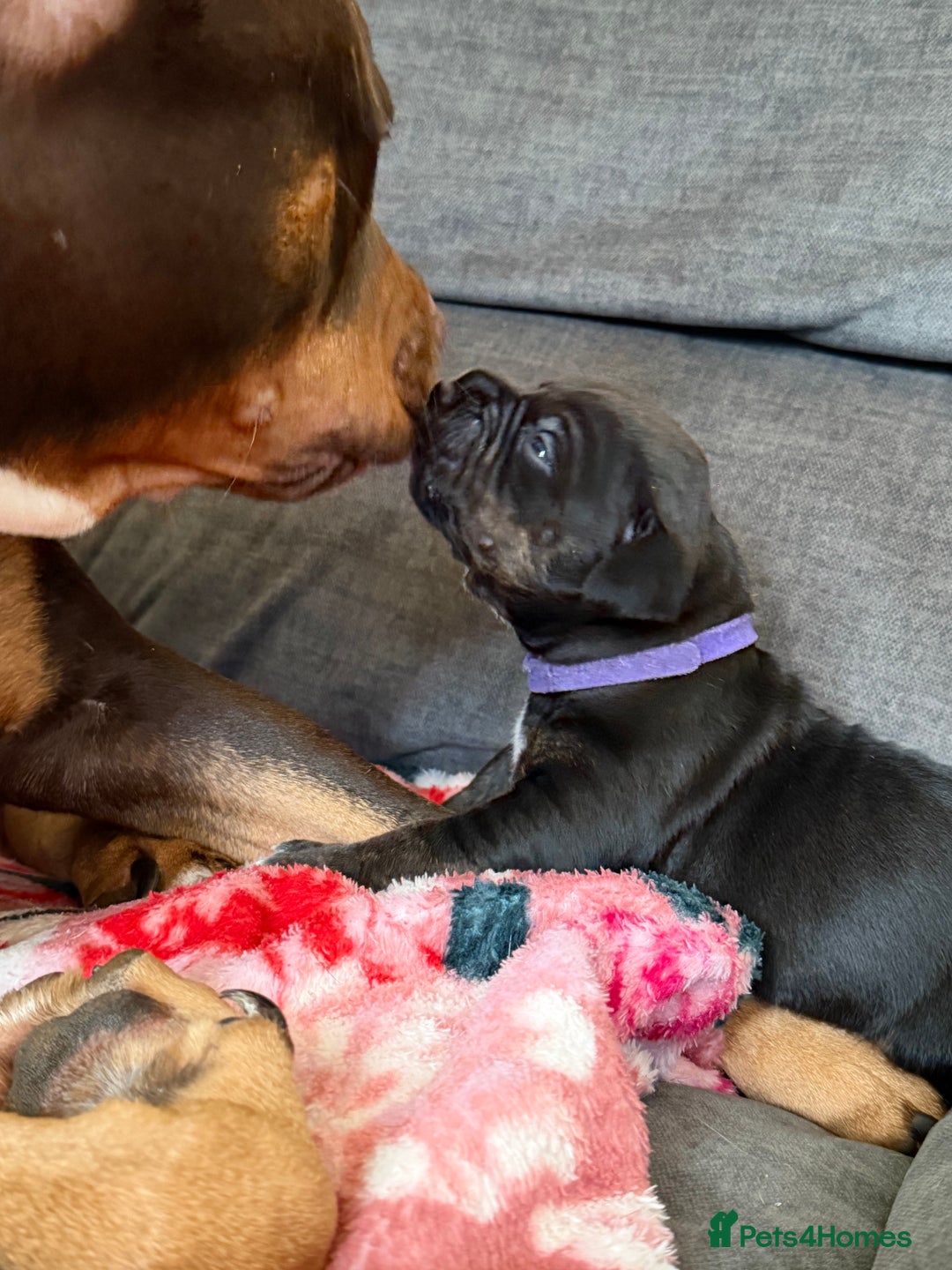 Mixed Breed dogs for sale: Beautiful Home- Reared Puppies!  - Advert 11