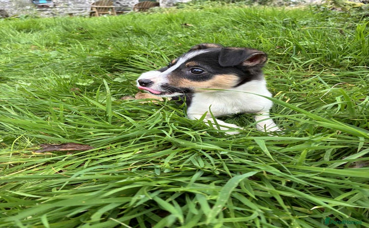 Border Collie dogs - Advert 11