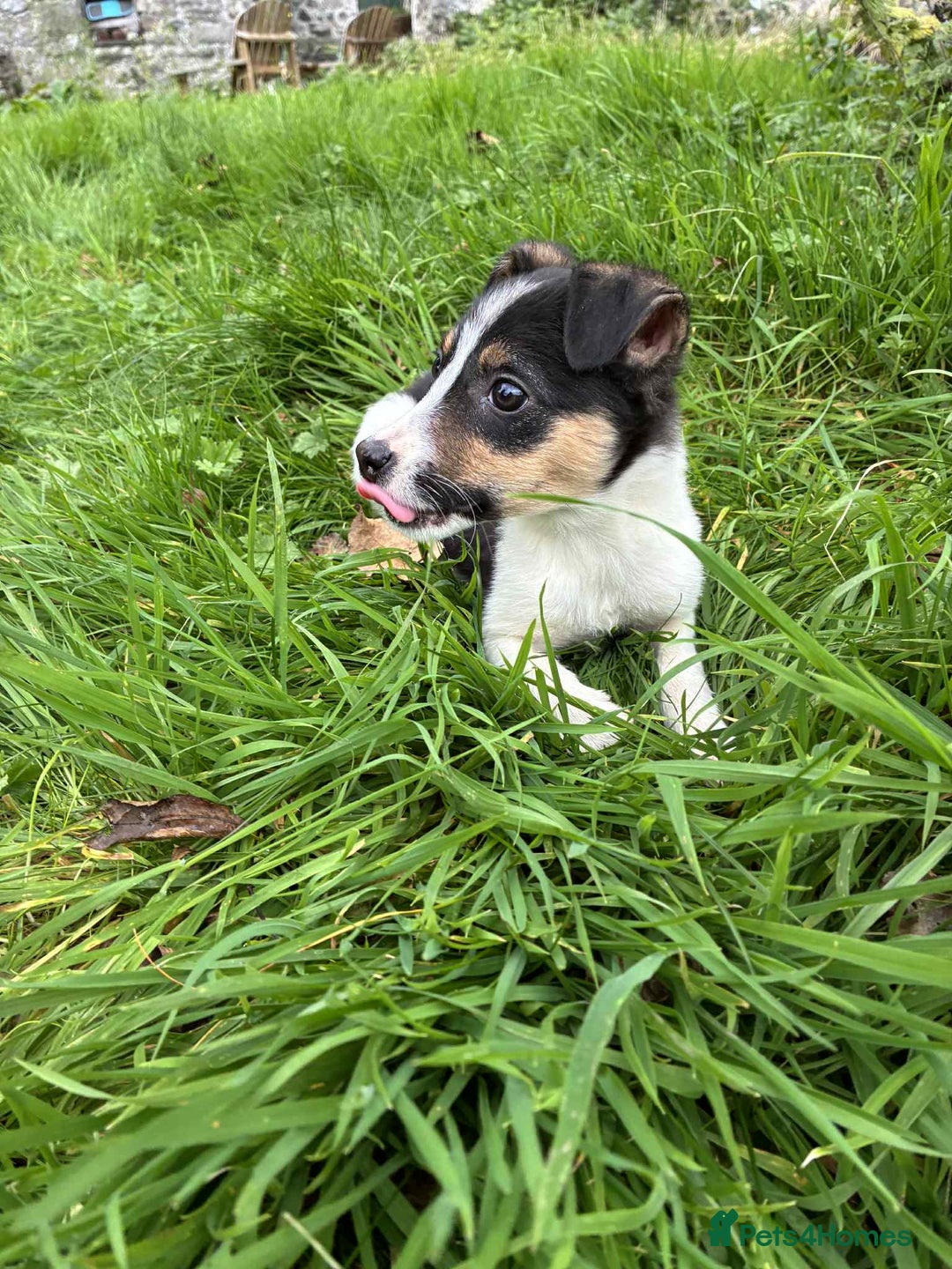 Border Collie dogs for sale: 3 beautifull girls, ready for new homes - Image 1
