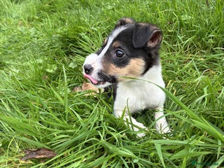 Border Collie dogs - Advert 13