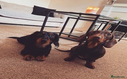 Miniature Dachshund dogs for stud: Stud available Miniature Long-Haired Dachshund  - Image 2