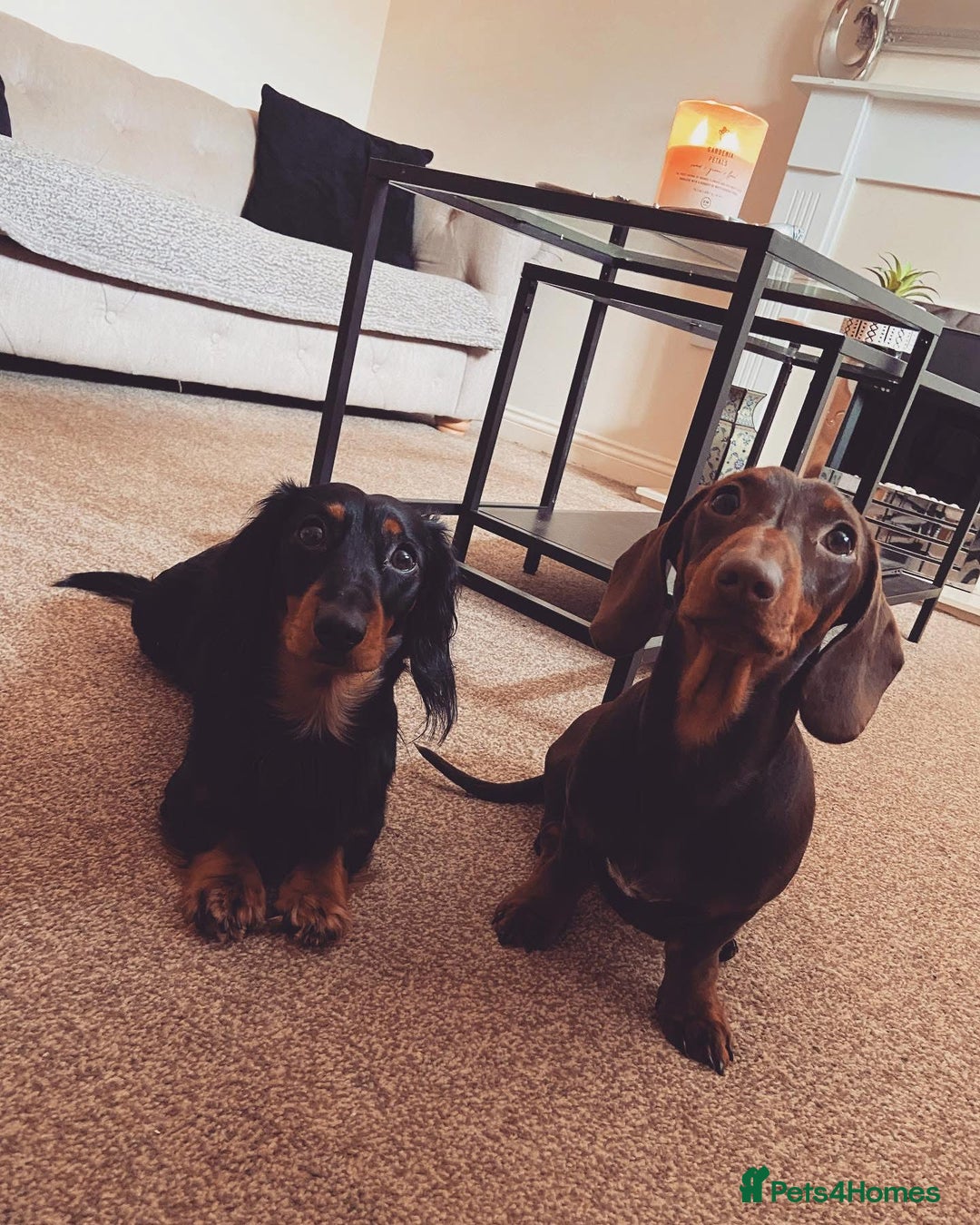 Miniature Dachshund dogs for stud: Stud available Miniature Long-Haired Dachshund  - Image 2