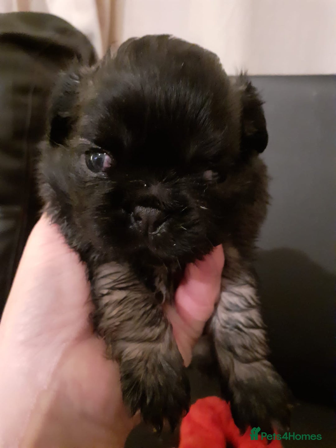 Pug dogs for stud: Merle n tan pug carrying fluffy & choc stud  in Harpenden - Advert 9