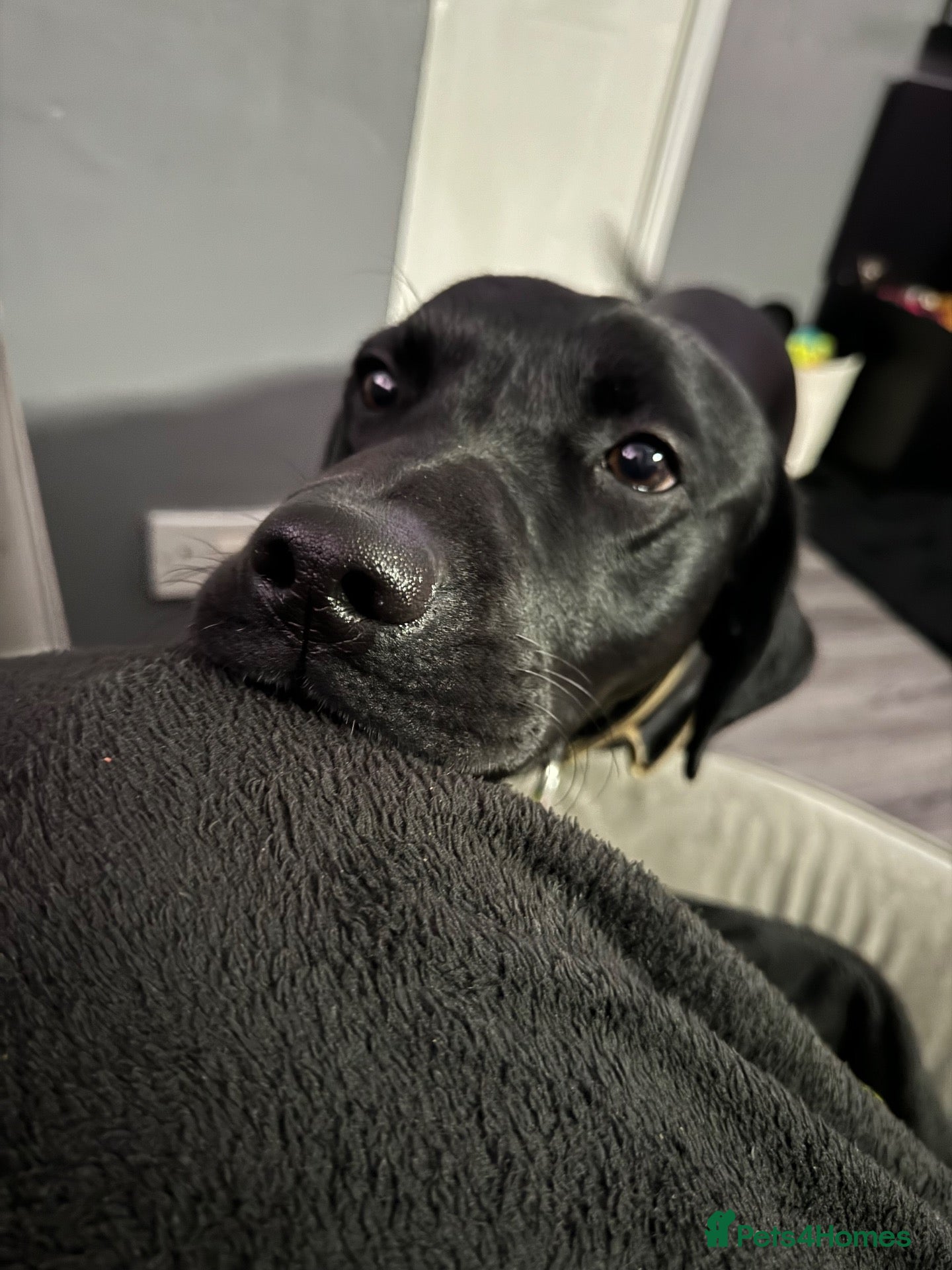 Labrador Retriever dogs Black lab  - Advert 4
