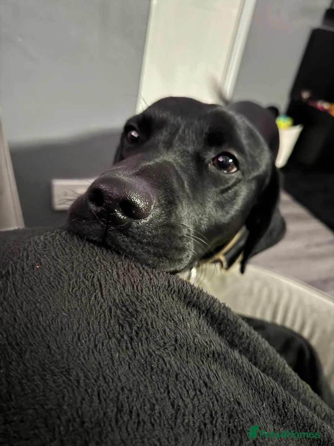 Labrador Retriever dogs for sale: Black lab  - Advert 1