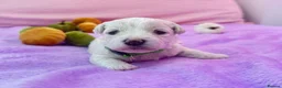 Bichon Frise dogs for sale:  💗KC BICHON FRISE PUPPIES – CHAMPION BLOODLINES💗 - Advert 4