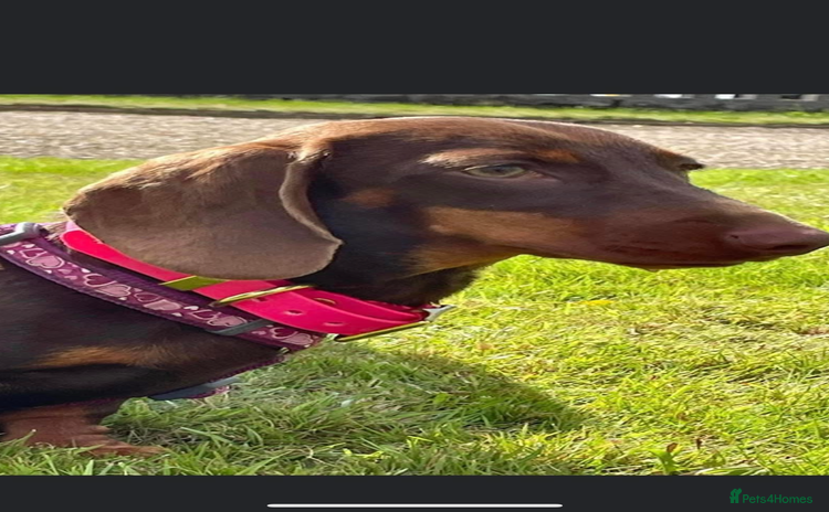 Dachshund dogs - Advert 3