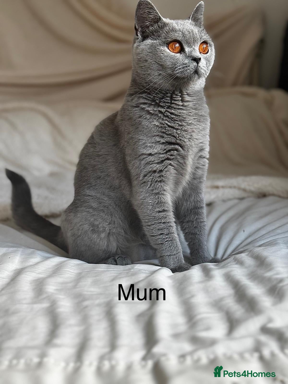 British Longhair cats !!Champion Bloodline!! British longhair GCCF stoke - Advert 1