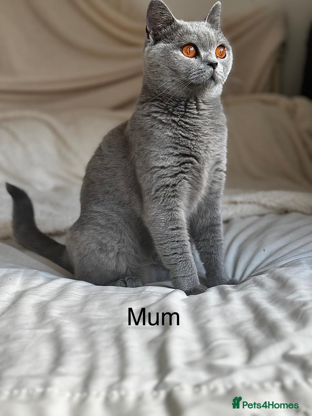 British Longhair cats for sale: !!Champion Bloodline!! British longhair GCCF stoke - Advert 1