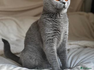 British Longhair cats !!Champion Bloodline!! British longhair GCCF stoke - Advert 2