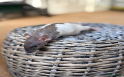 Rat rodents for sale: Ready to leave. Dumbo. Rex. Siamese.  - Image 8