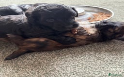 Shihpoo dogs for sale: 4 shihpoo males  in Telford - Image 16