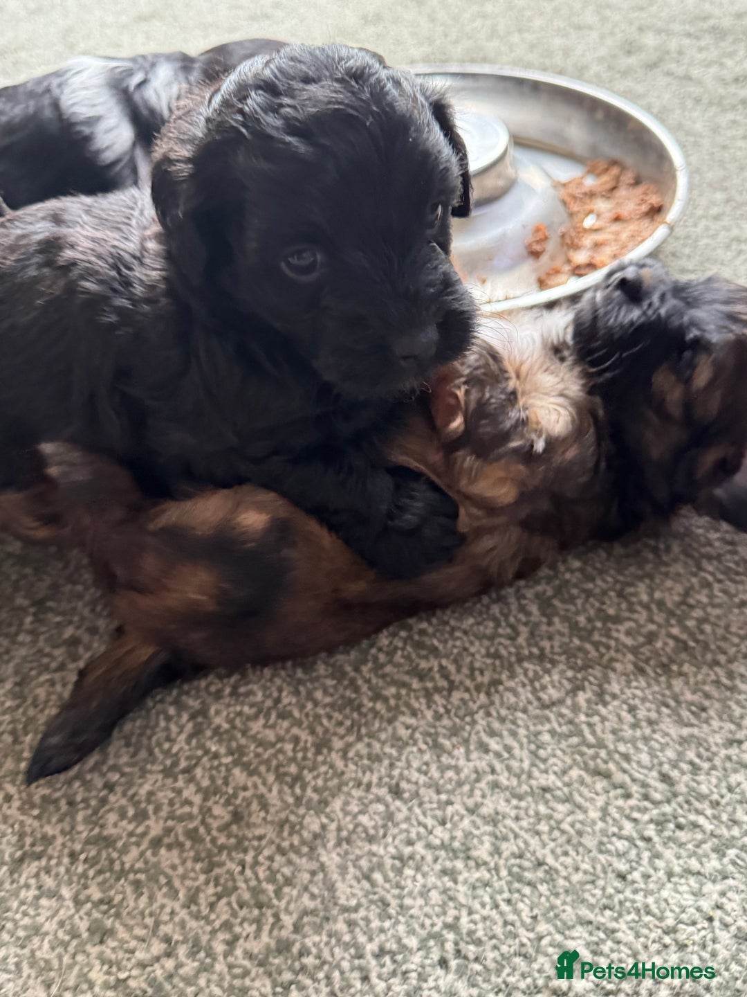 Shihpoo dogs for sale: 4 shihpoo males  in Telford - Image 16
