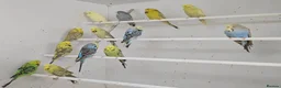 Budgerigars birds for sale: 2026 bred budgies for sale - Advert 8
