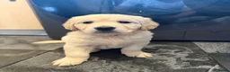Golden Retriever dogs for sale: KC Registered Golden Retriever puppies.  - Advert 27