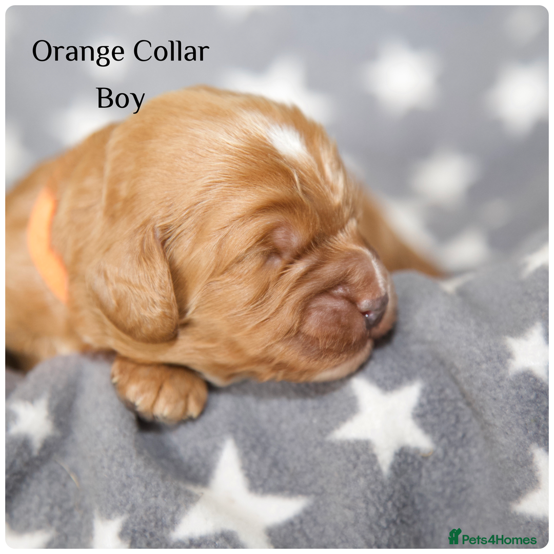 Cockapoo dogs for sale: Gorgeous Fox Red Cockapoo Puppies avail 15/12/25 - Image 26