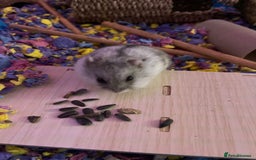 Hamster rodents for sale: Russian dwarf hamster cage included  - Advert 1