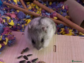 Hamster rodents Russian dwarf hamster cage included - Advert 16