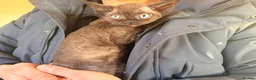 Devon Rex cats for sale: LAST KITTEN READY TO LEAVE - Advert 18