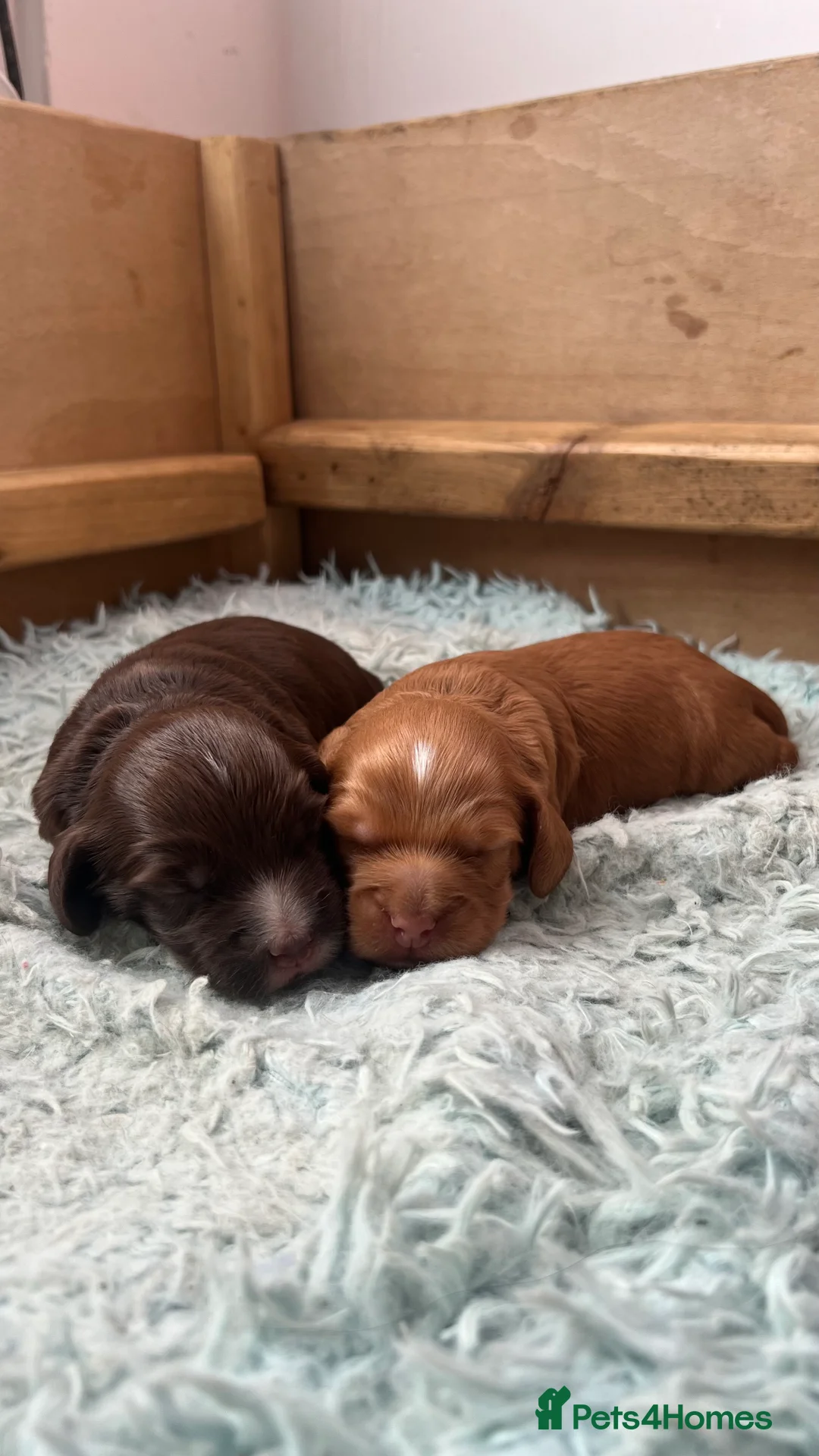 Cocker Spaniel dogs for sale: Well Bred working cocker spaniel bitches  - Advert 2