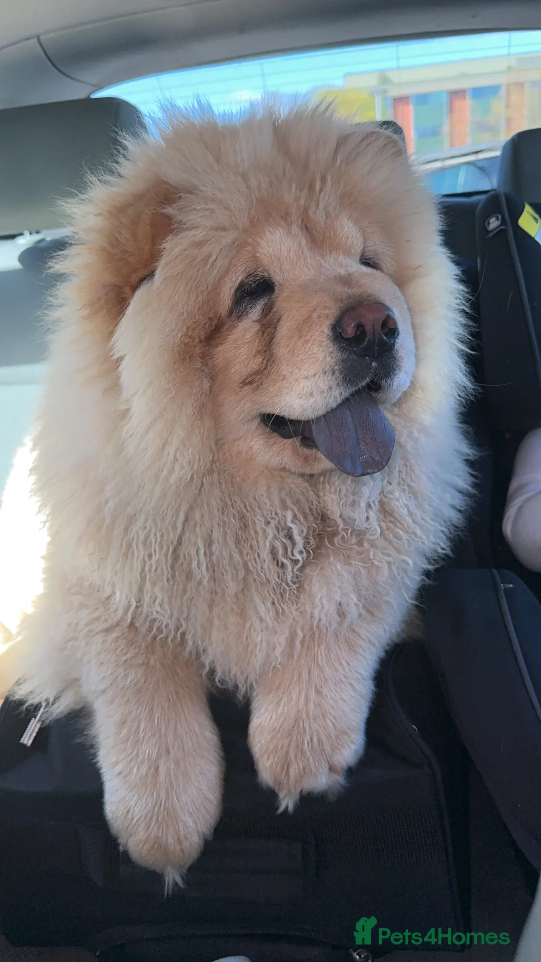 Chow Chow dogs for sale: KC Registered Female Chow Chow  - Advert 8