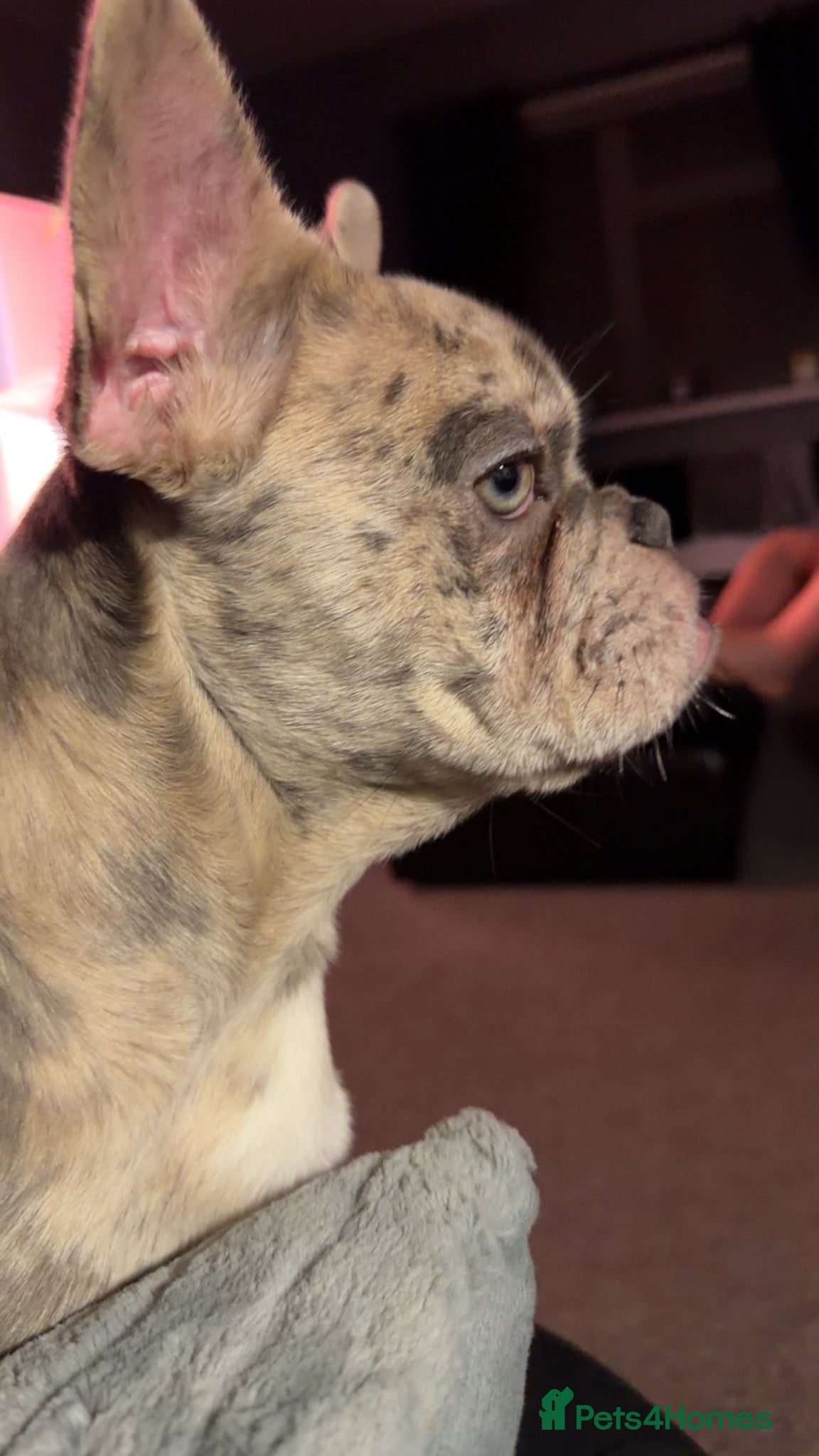 French Bulldog dogs French bulldog  - Advert 1