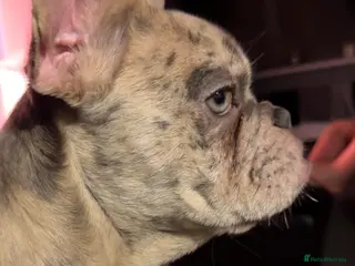 French Bulldog dogs French bulldog - Advert 1