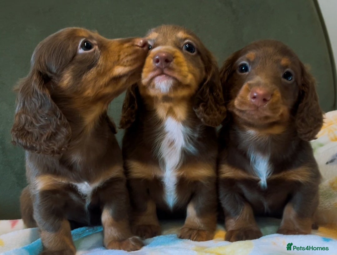 Miniature Dachshund dogs for sale: KC reg PRA clear long hair mini dachshund puppies  in Maidstone - Image 1