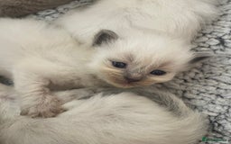 Ragdoll cats for sale: ⭐️champion blood line Ragdolls  in Merthyr Tydfil - Image 20