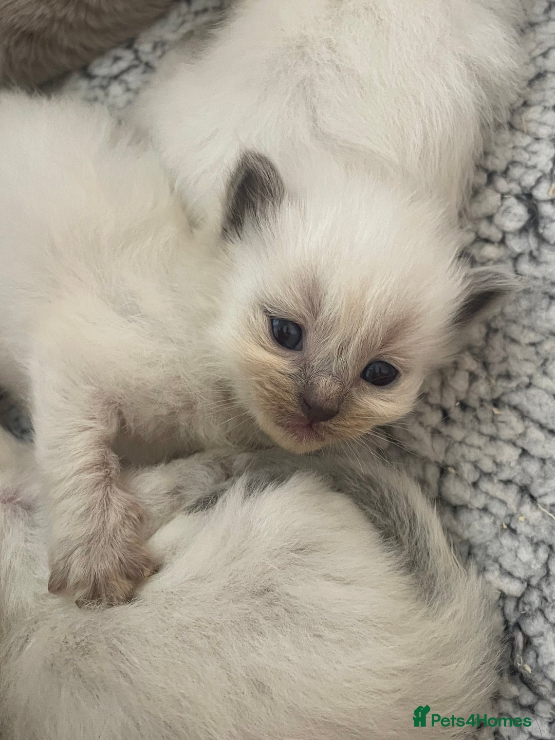 Ragdoll cats for sale: ⭐️champion blood line Ragdolls  in Merthyr Tydfil - Image 20