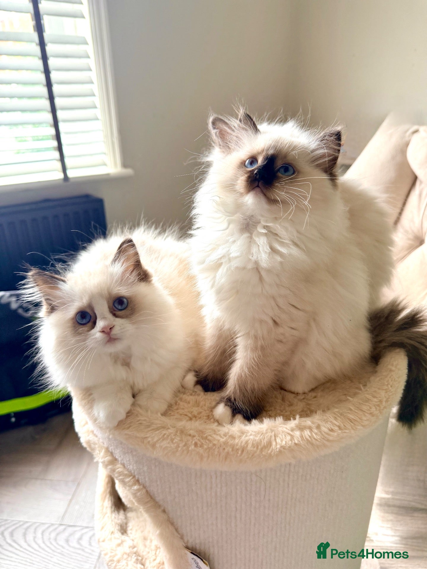 Ragdoll cats ✨️🏆 🩷 European ChampLine Tica Reg Ragdolls  - Advert 2