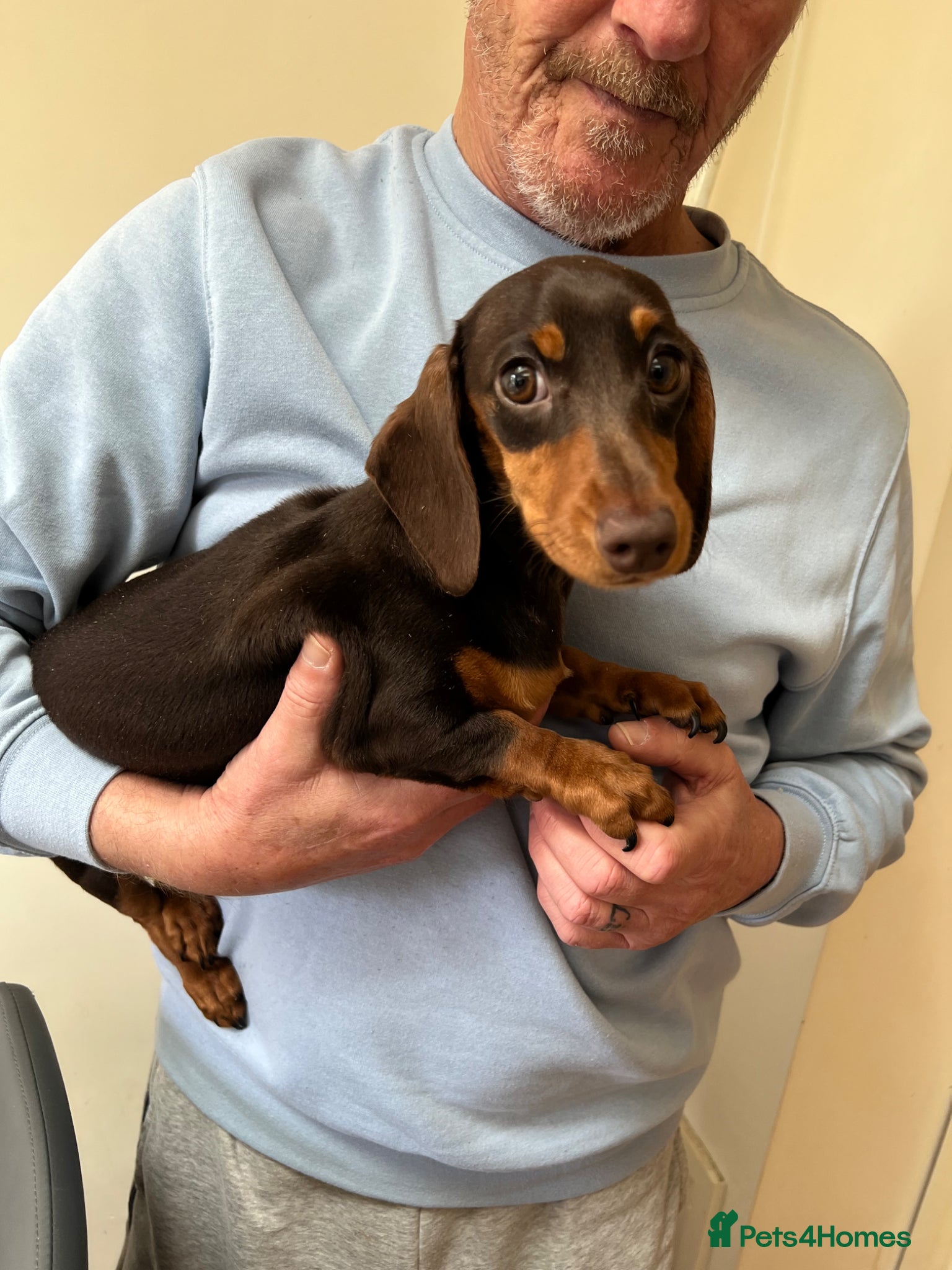 Miniature Dachshund dogs miniature dachshund puppies  - Advert 2