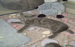 British Shorthair cats for sale: Chunky bsh kittens ready to leave now ❤️  - Image 6