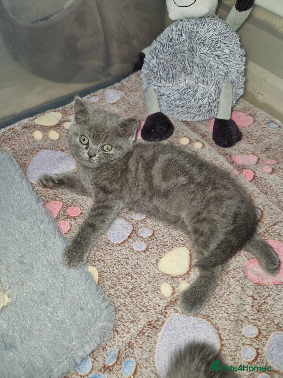 British Shorthair cats for sale: Chunky bsh kittens ready to leave now ❤️  - Image 6